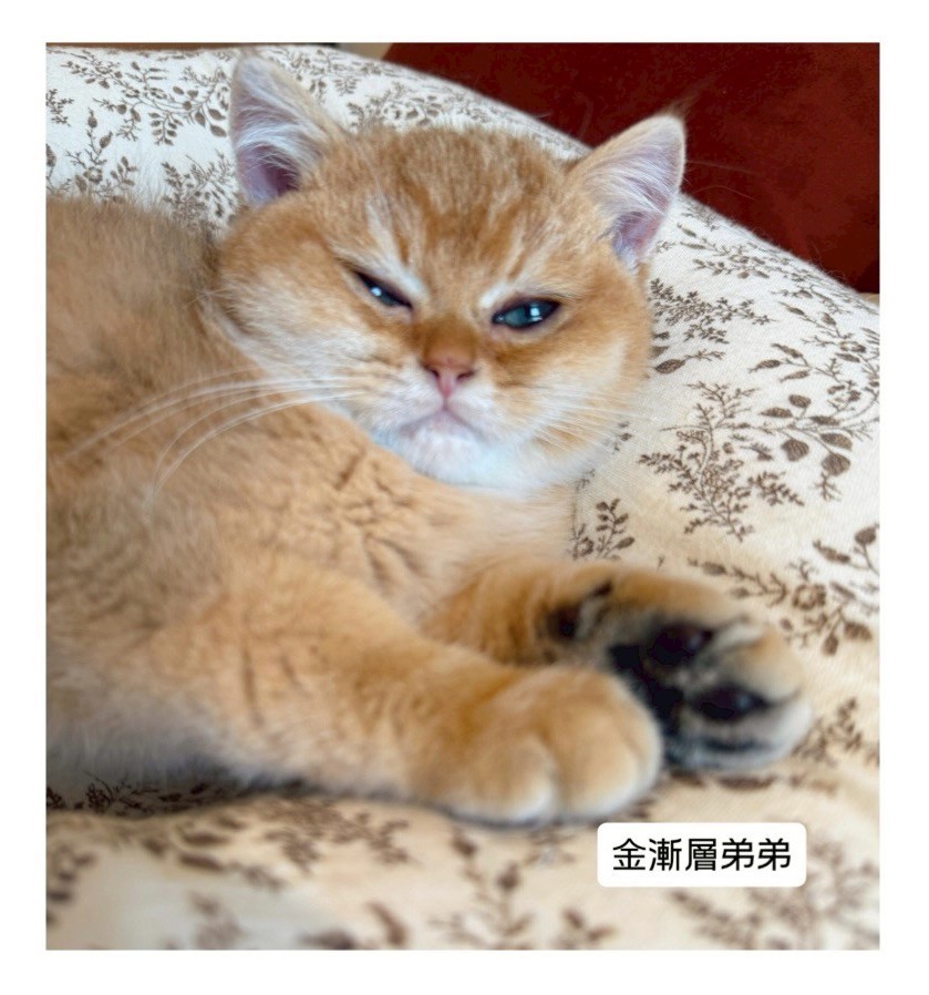 小東尼英短貓舍／金漸層英國短毛貓