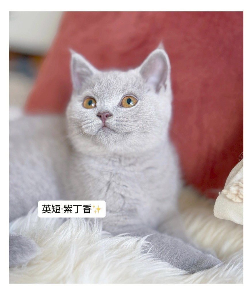 小東尼英短貓舍／紫丁香英國短毛貓