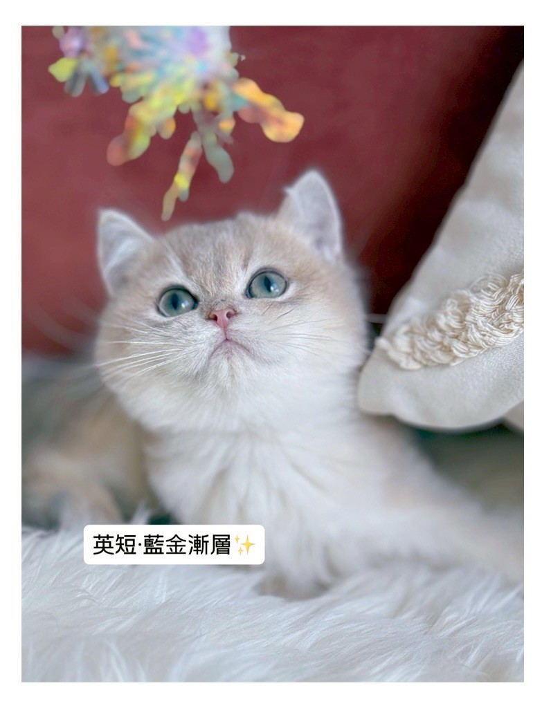 小東尼英短貓舍／藍金漸層英國短毛貓