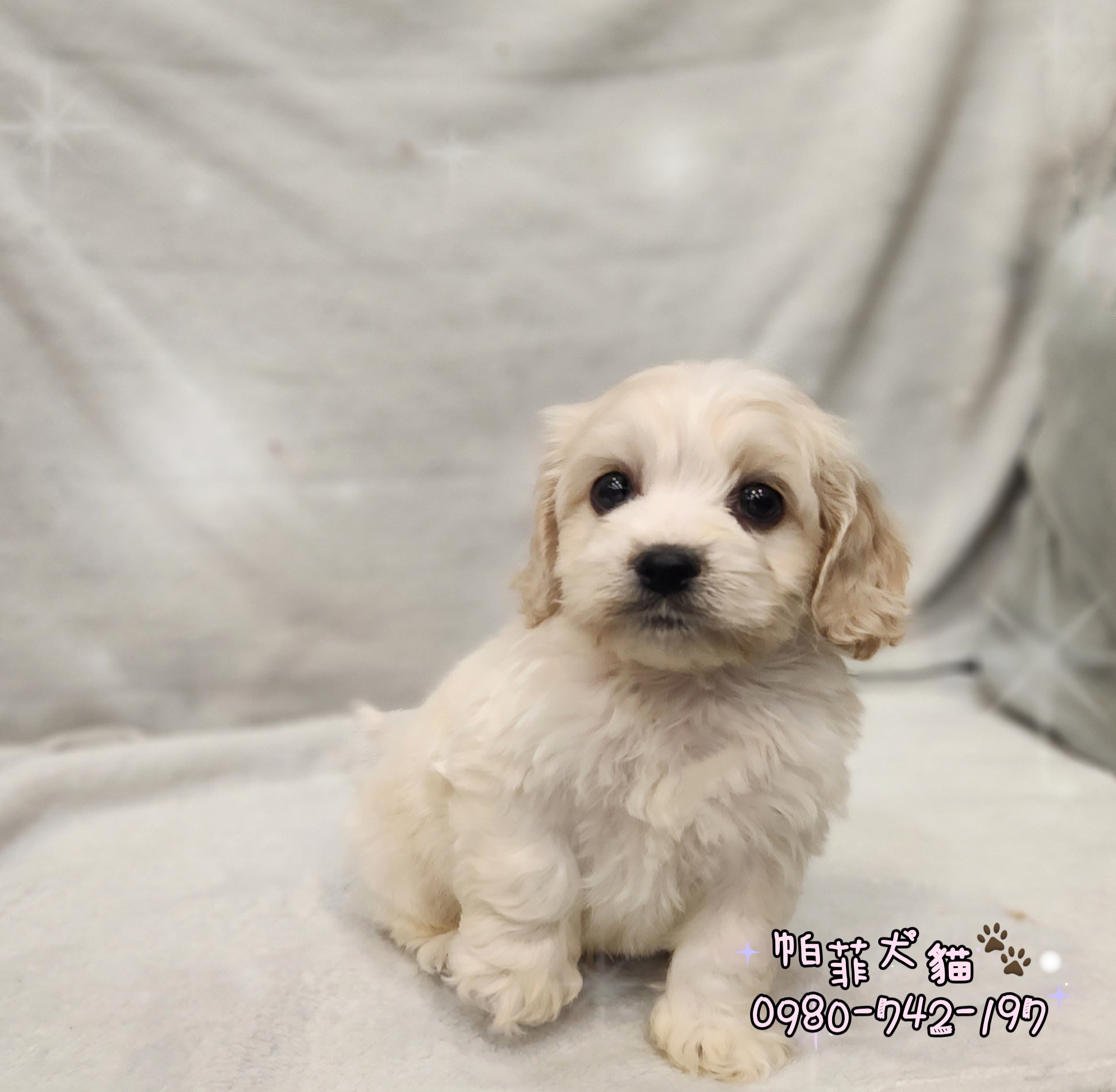 品種幼犬– 小白故事| 幼犬貓買賣知識分享| 合法寵物店