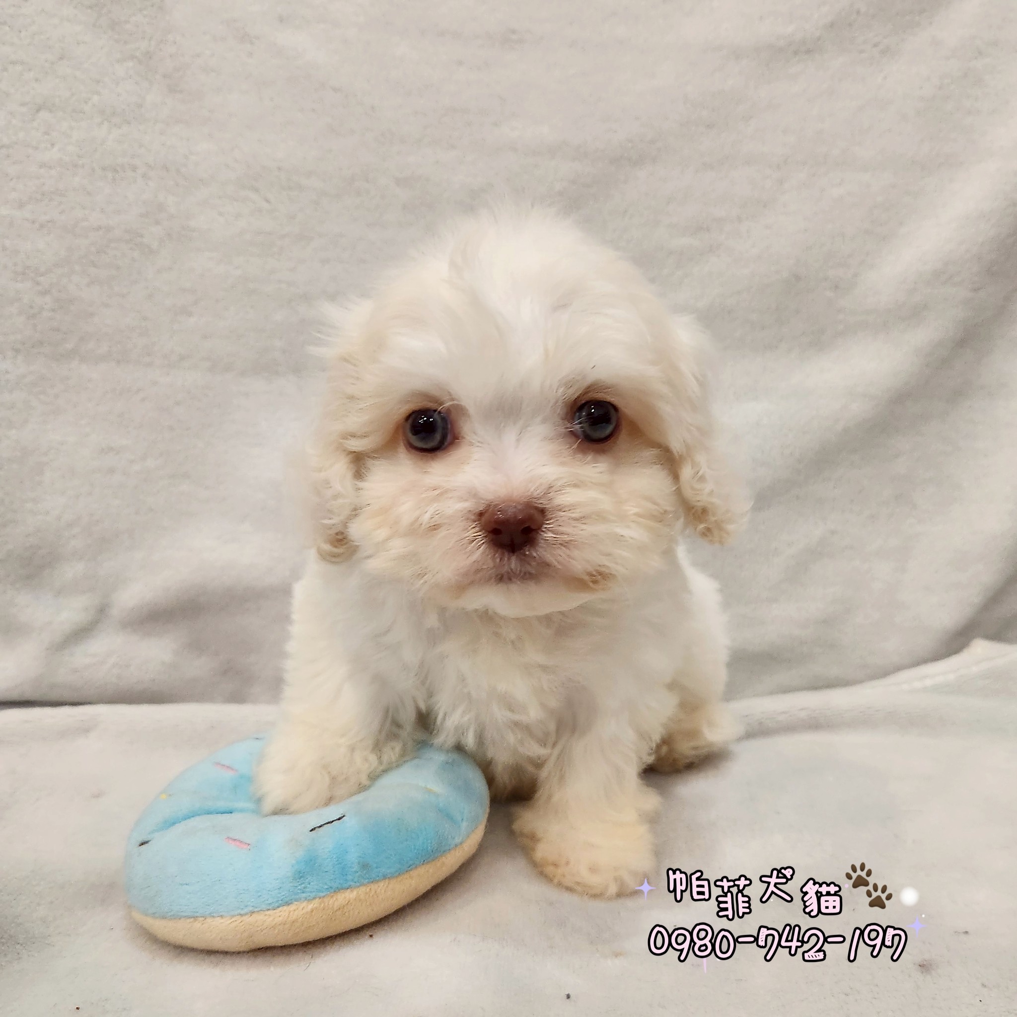 帕菲寵物館／奶白色可卡熊