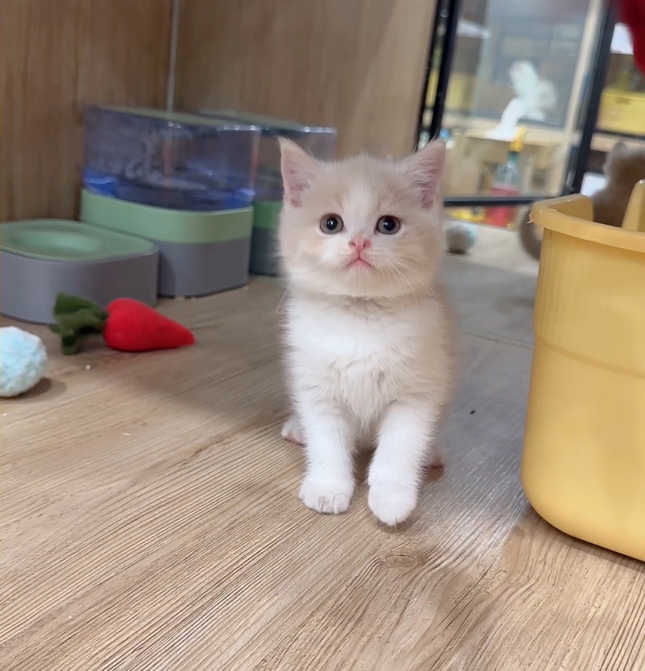 喜得貓社／奶油賓士英國短毛貓