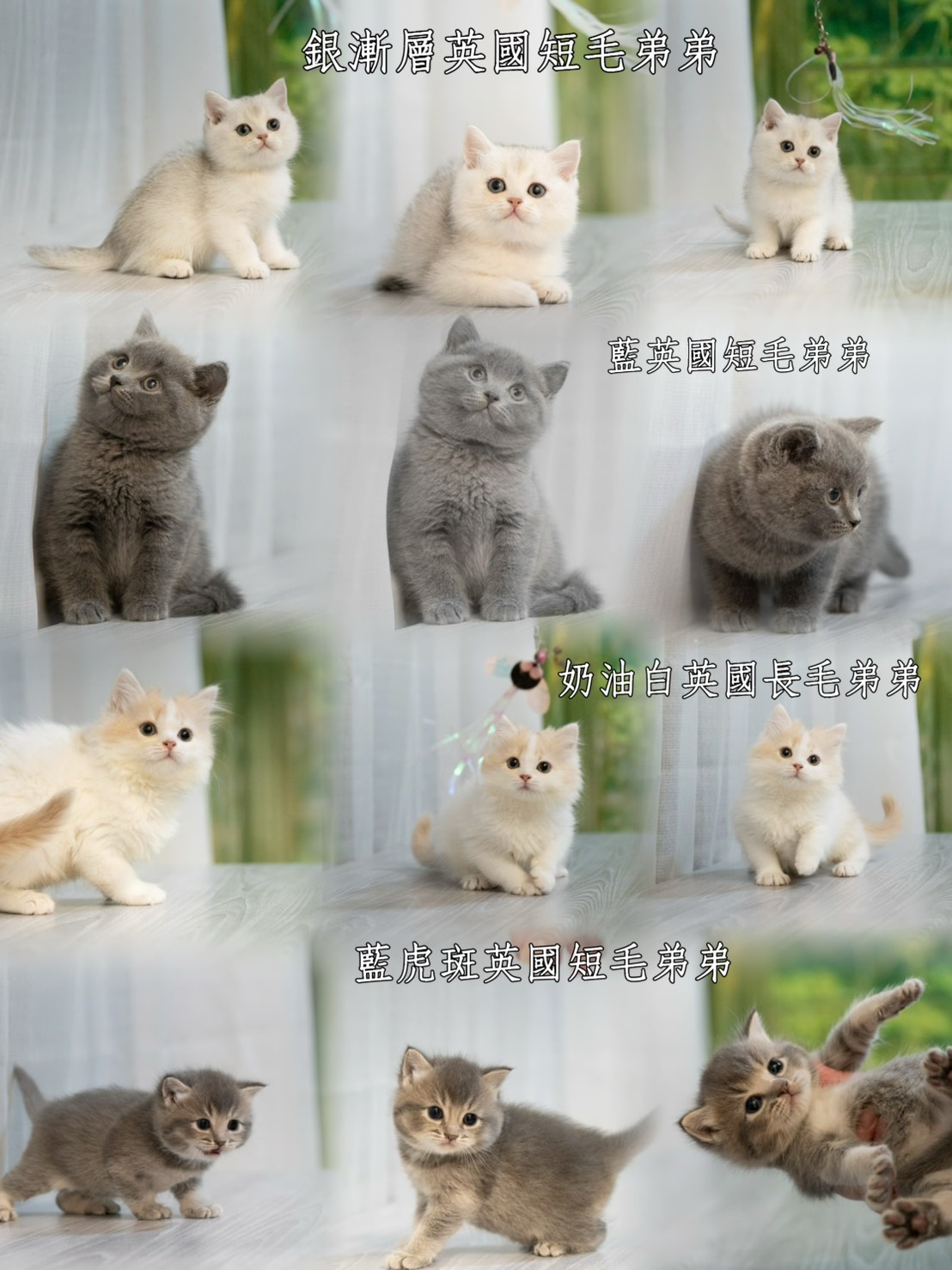 星光貓舍／各品種貓