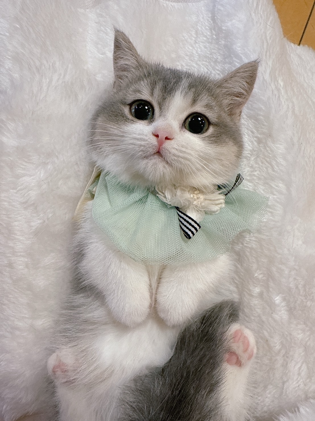 星光貓舍／藍金加白曼赤肯