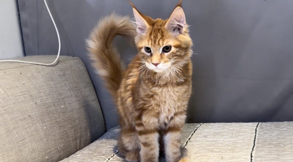 尊爵名皇／紅橘色緬因貓