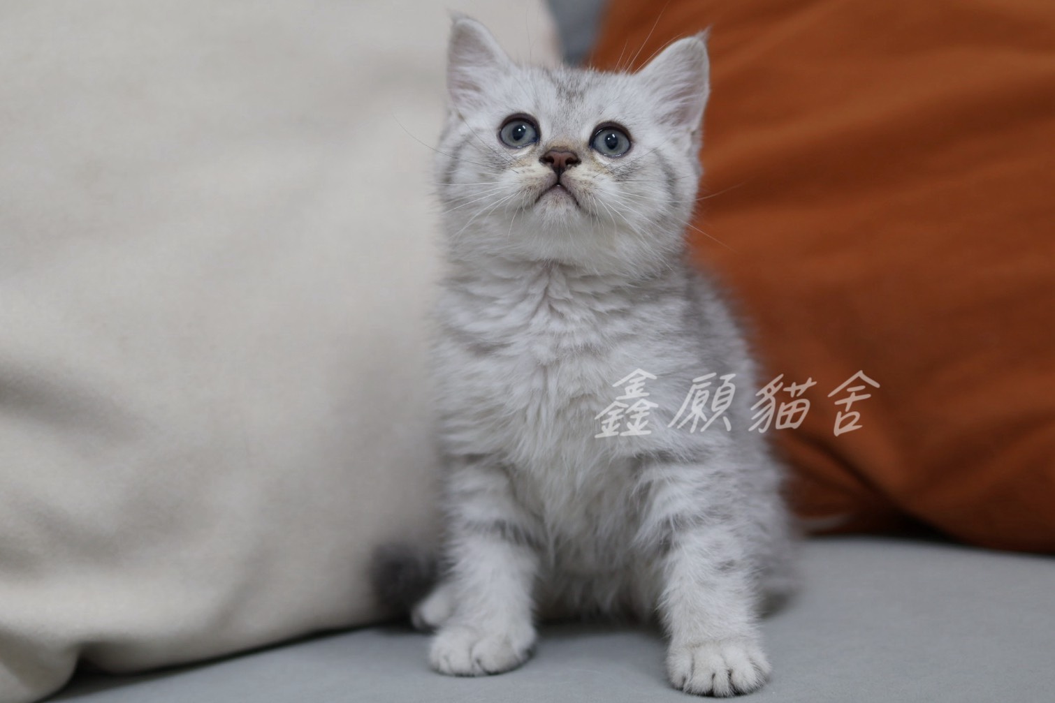 鑫願貓舍／銀虎斑英國短毛貓