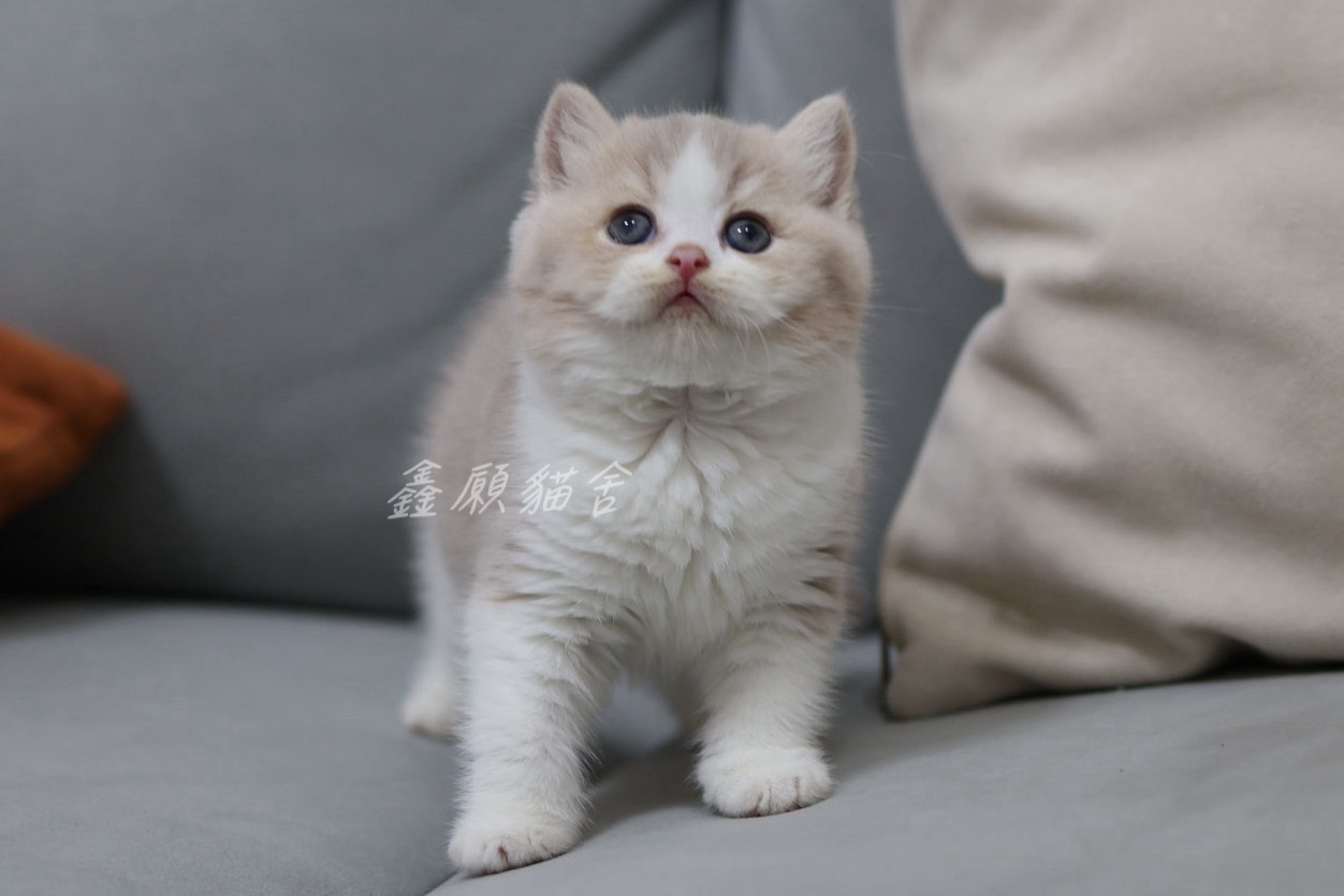 鑫願貓舍／紫丁香賓士英國短毛貓