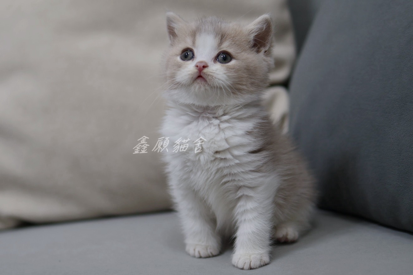 鑫願貓舍／紫丁香賓士英國短毛貓