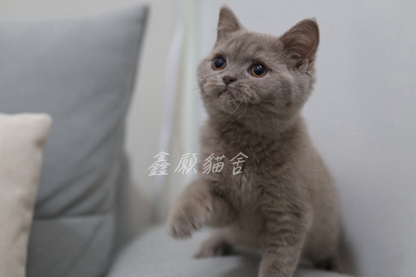 鑫願貓舍／紫丁香英國短毛貓