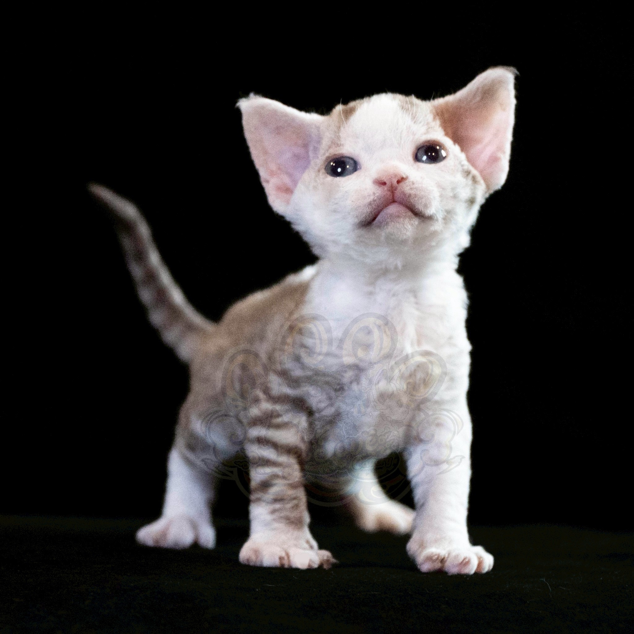 寵愛貓舍／巧克力虎斑加白德文捲毛貓