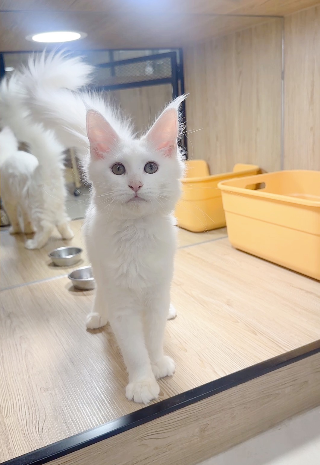 喜得貓社／白色緬因貓