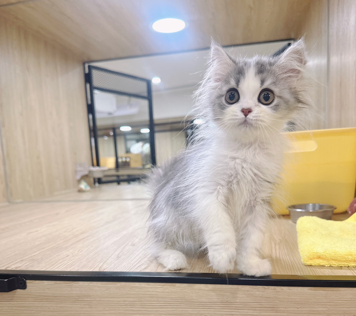 喜得貓社／賓士英國長毛貓