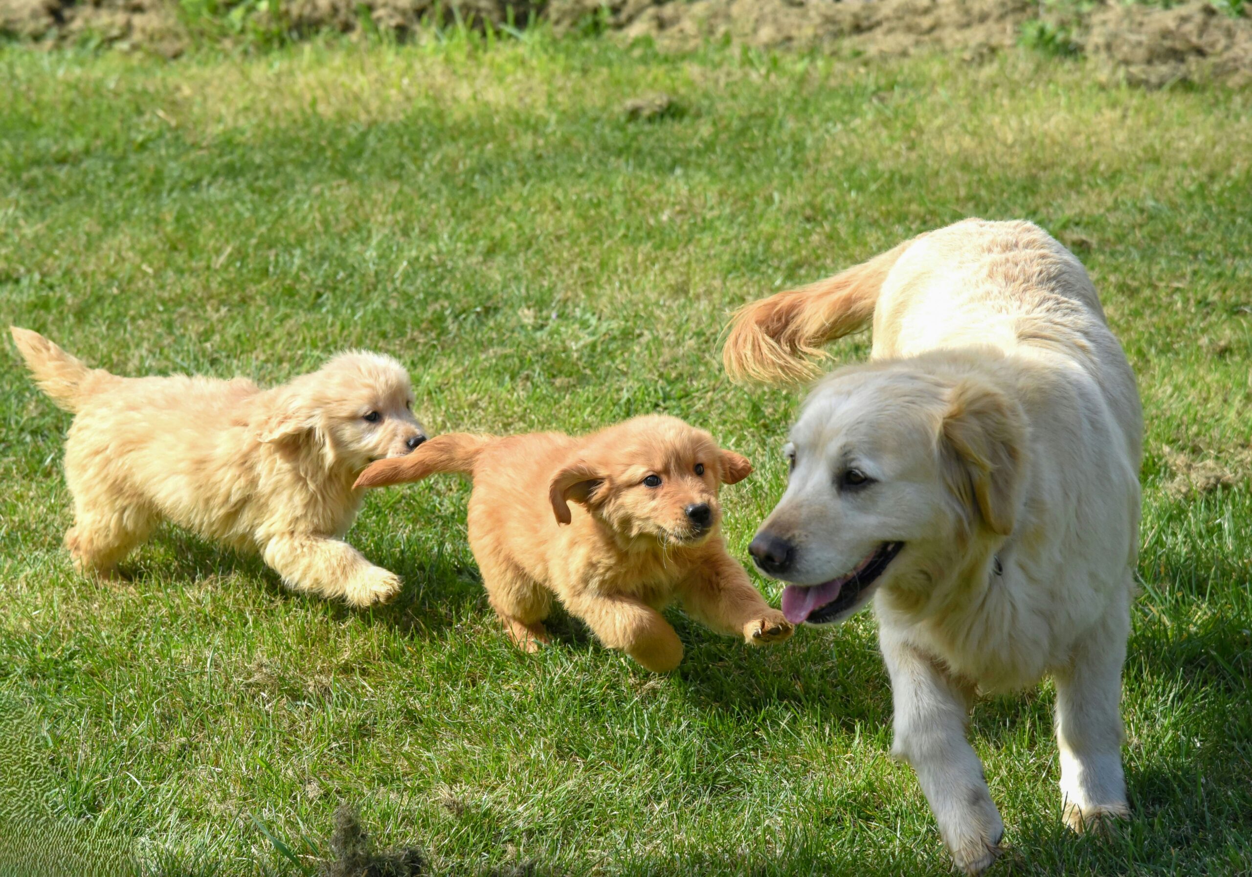 居家寵物呼吸頻率監測：掌握黃金標準，守護毛孩健康