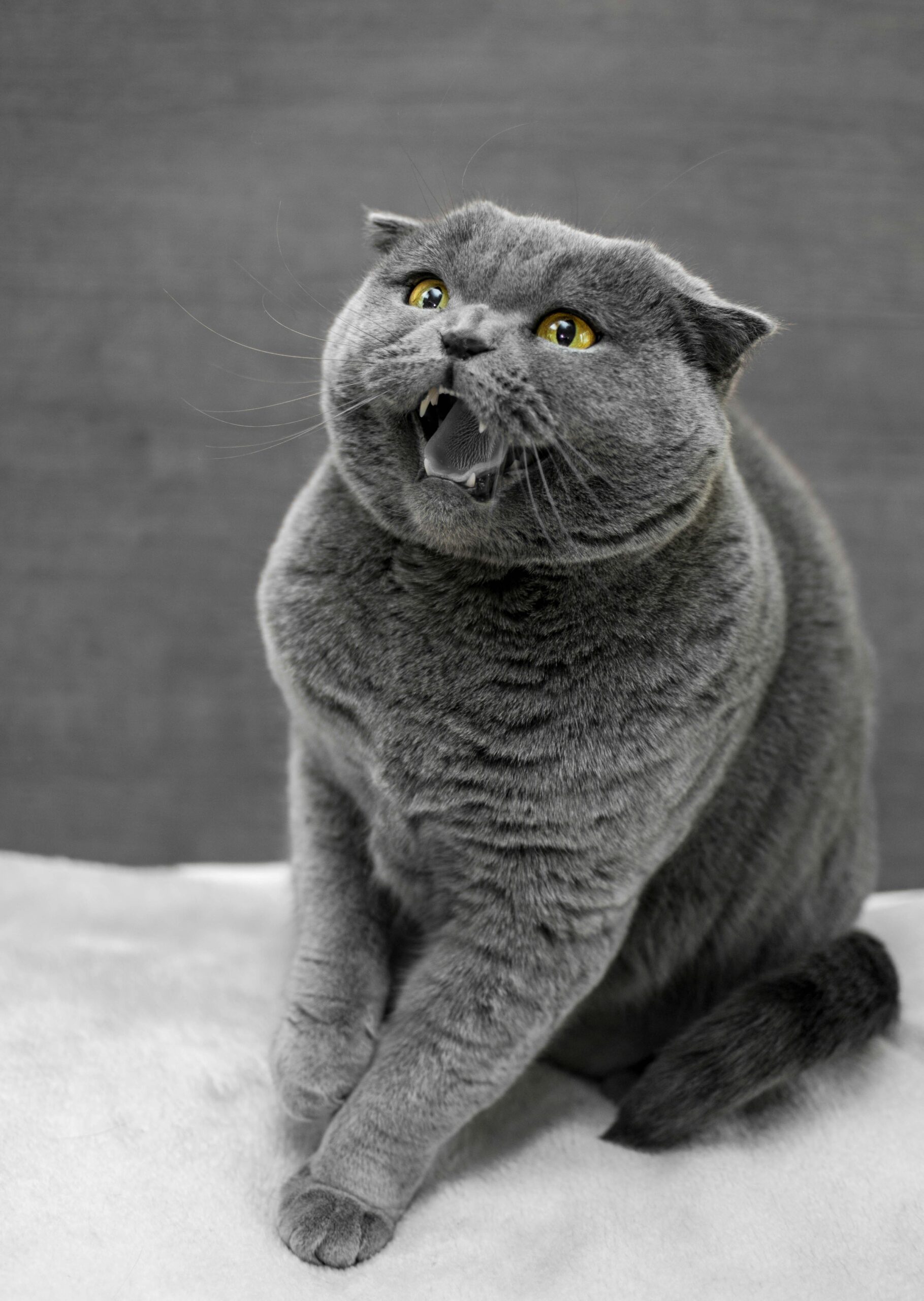 貓咪腹部光溜溜？解析下泌尿道症候群（FIC）引起的轉移性疼痛與過度理毛