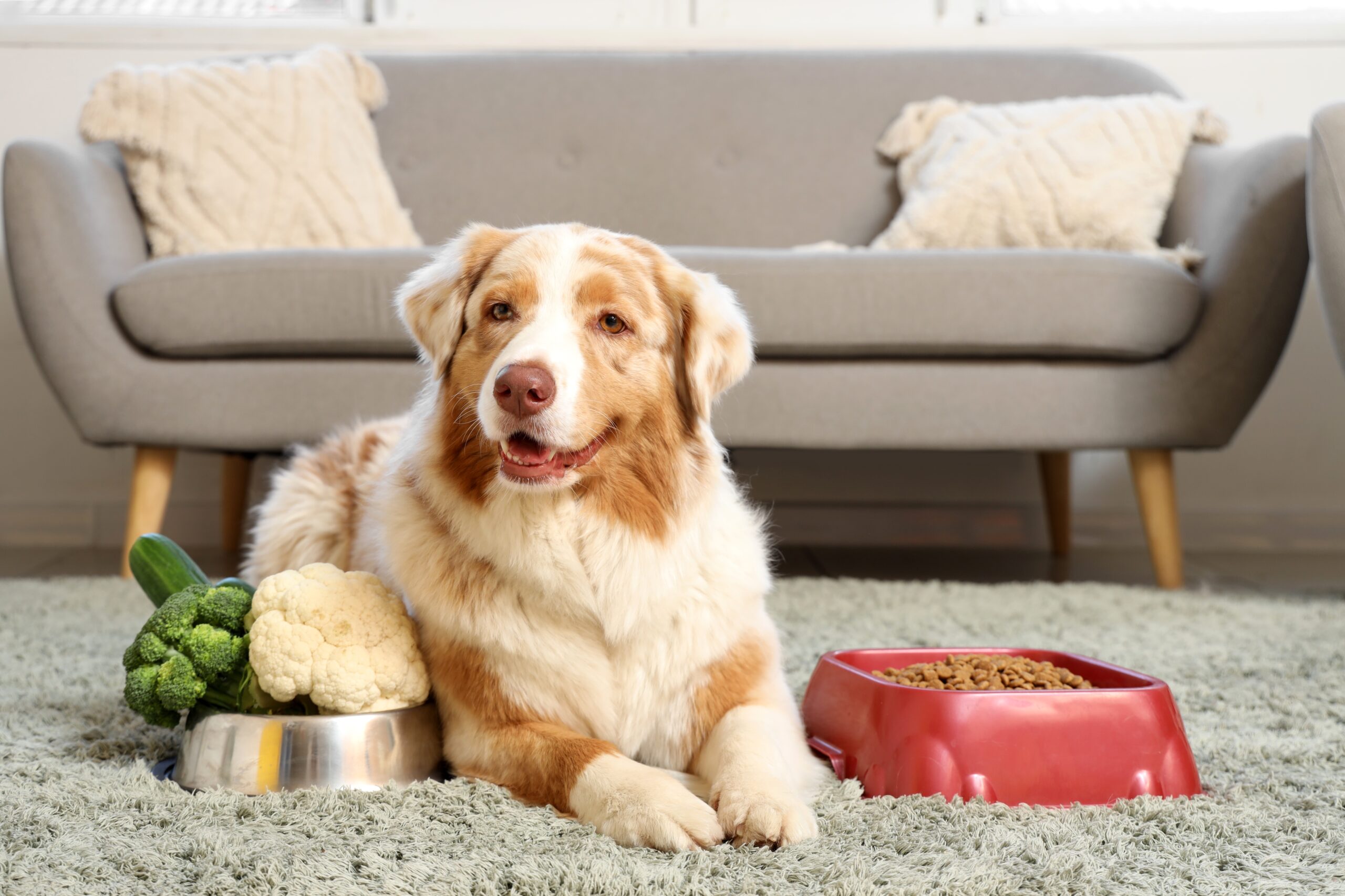 午休被剝奪的代價：低血糖與飢餓如何引發動物處置危機