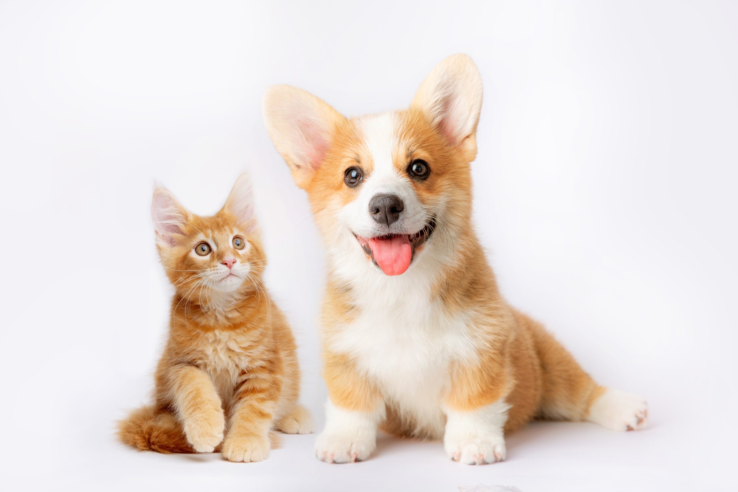 毛孩繼承權大解密：現行法規漏洞與生前規劃必勝術