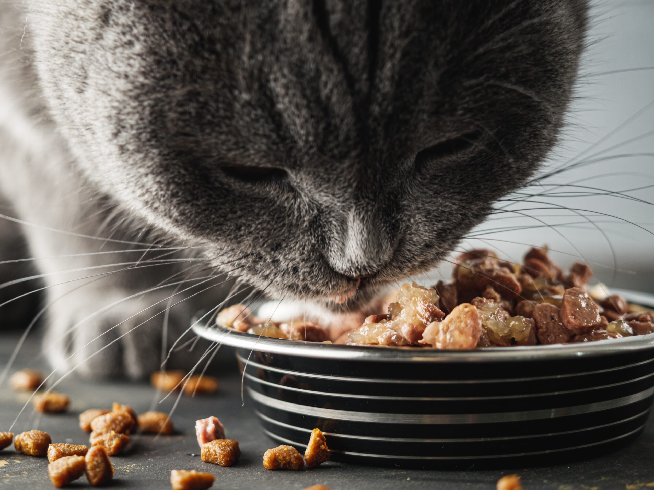 飯碗排排站是壓力測試？多貓家庭必學的分散餵食學問