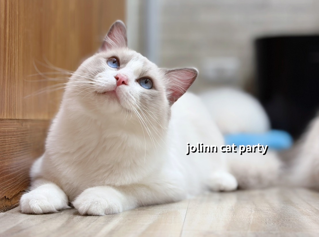 貓咪派對／藍雙色賓士布偶貓