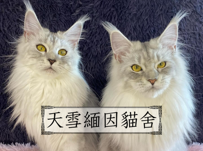 嚴選合法寵物店-天雪緬因貓舍