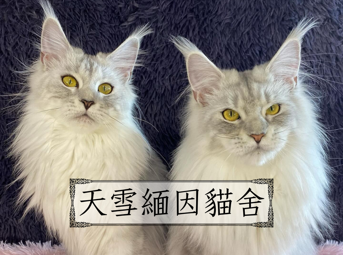 嚴選合法寵物店-天雪緬因貓舍