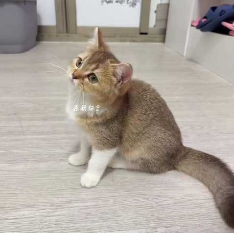 鑫願貓舍／巧克力金加白英國短毛貓