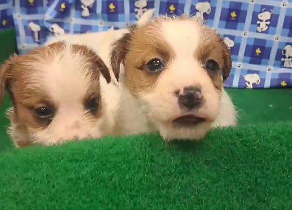 愛玩家犬貓寵物坊／傑克羅素梗