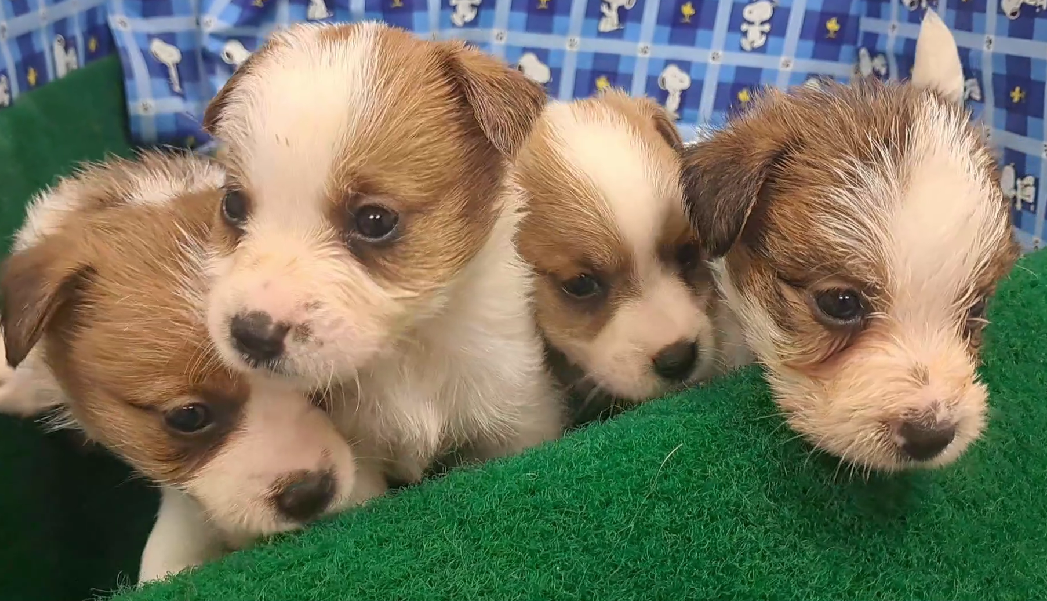 愛玩家犬貓寵物坊／傑克羅素梗