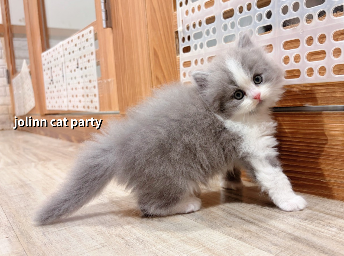 貓咪派對／藍白賓士英國長毛貓