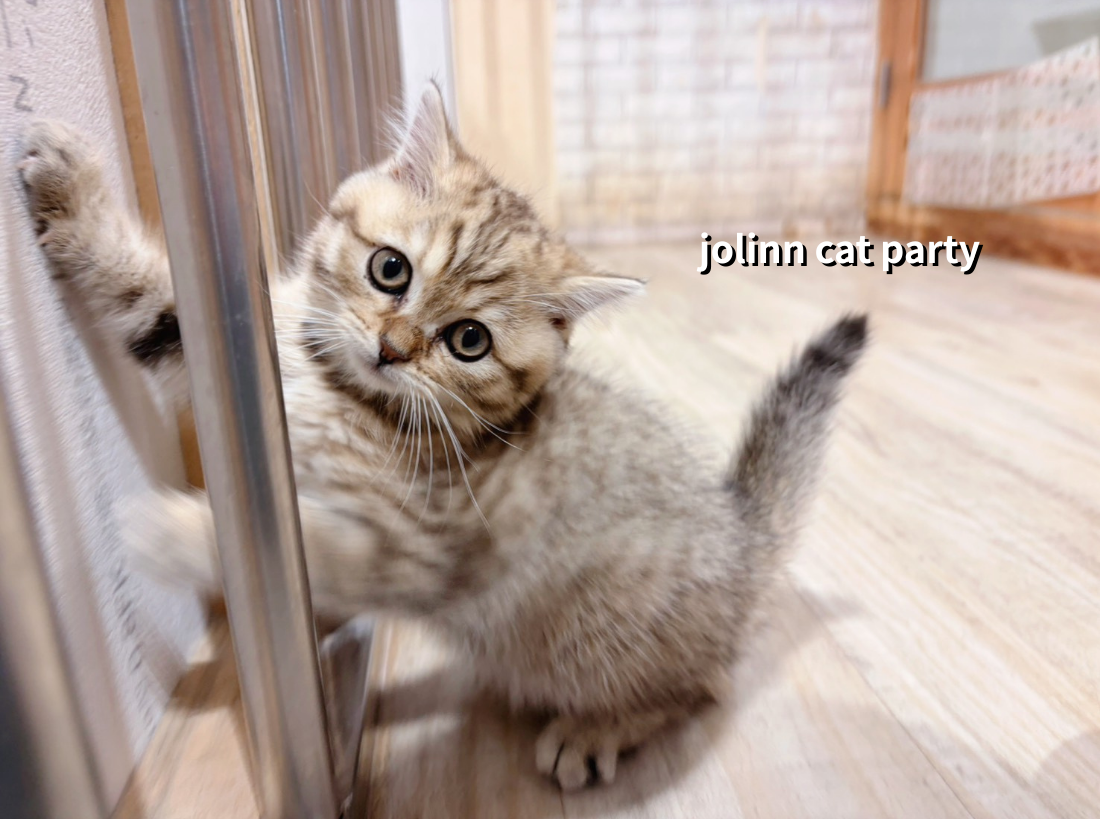 貓咪派對／豹紋英國短毛貓