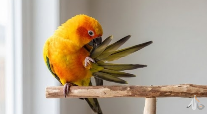 鳥類拔羽管的劇痛管理：獸醫處方止痛藥與術後照護全指南