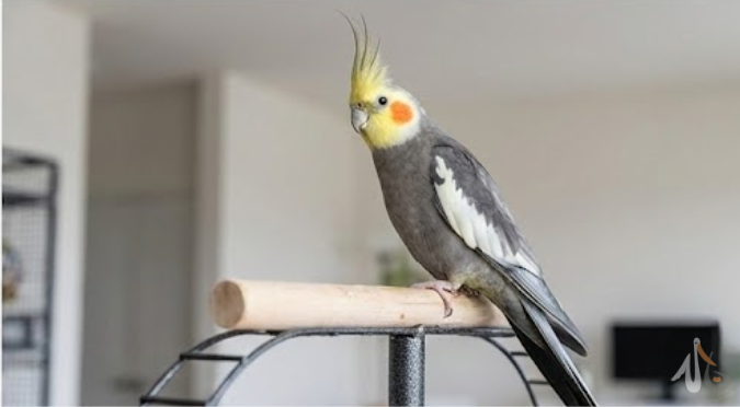 鳥羽出血別慌！解析羽管止血困境與權威急救指南