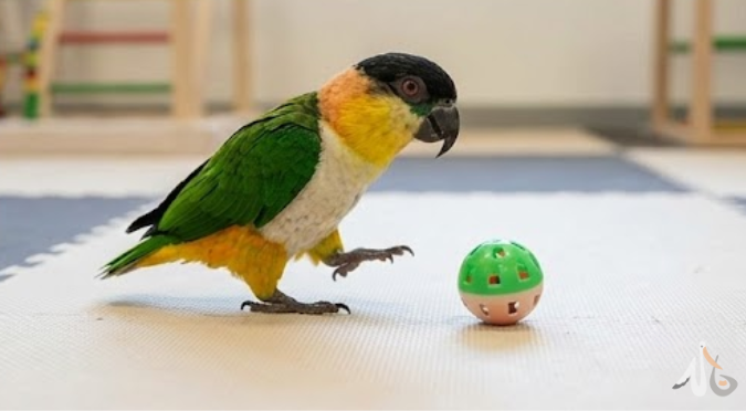 鳥嘴發白、腳冰冷：貧血危急徵兆判讀與緊急應對