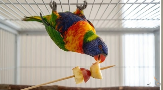 寵物鳥安全剪羽指南：新手飼主必學的血管羽管辨識與緊急處理