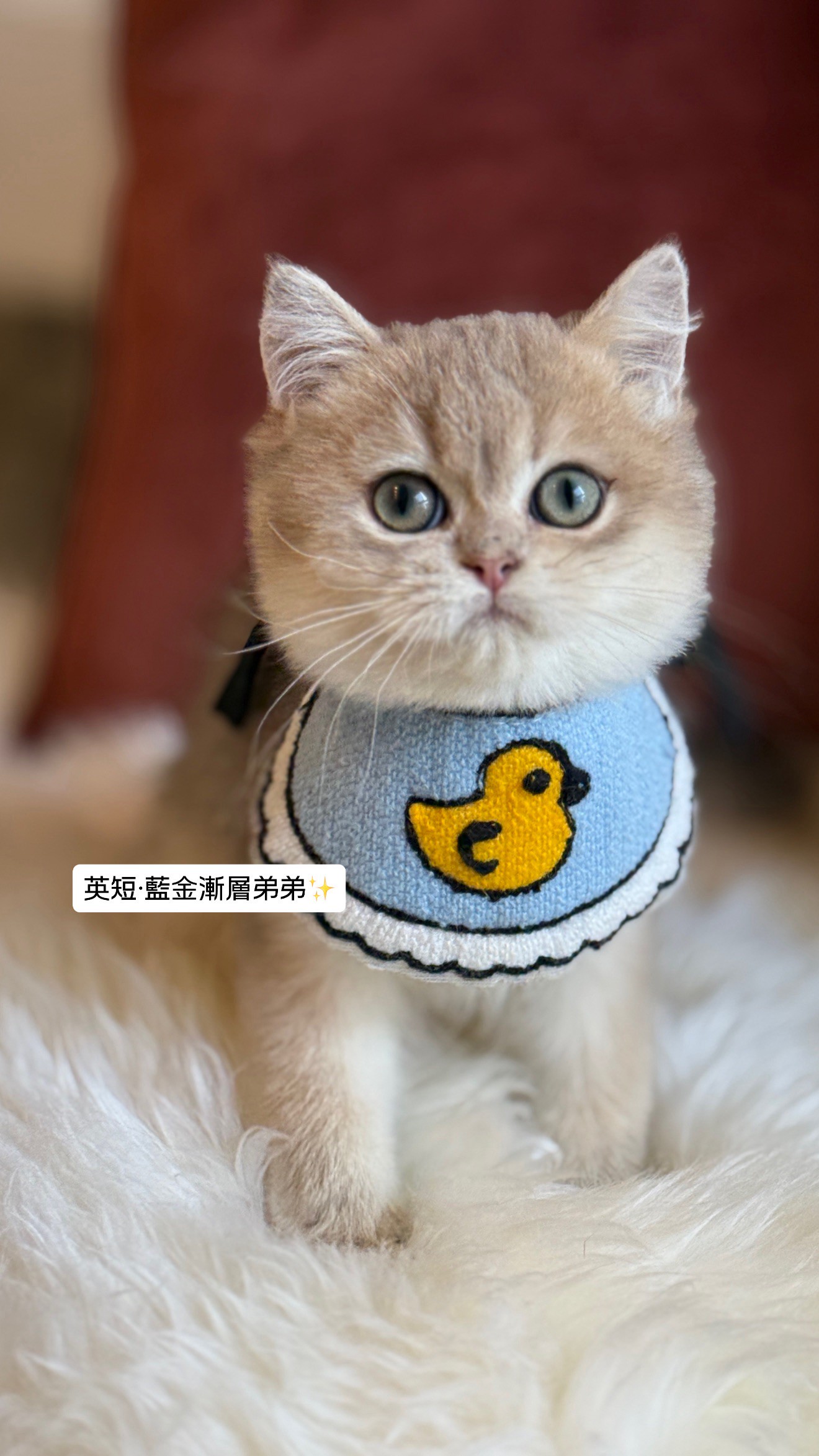 小東尼英短貓舍／藍金漸層英國短毛貓