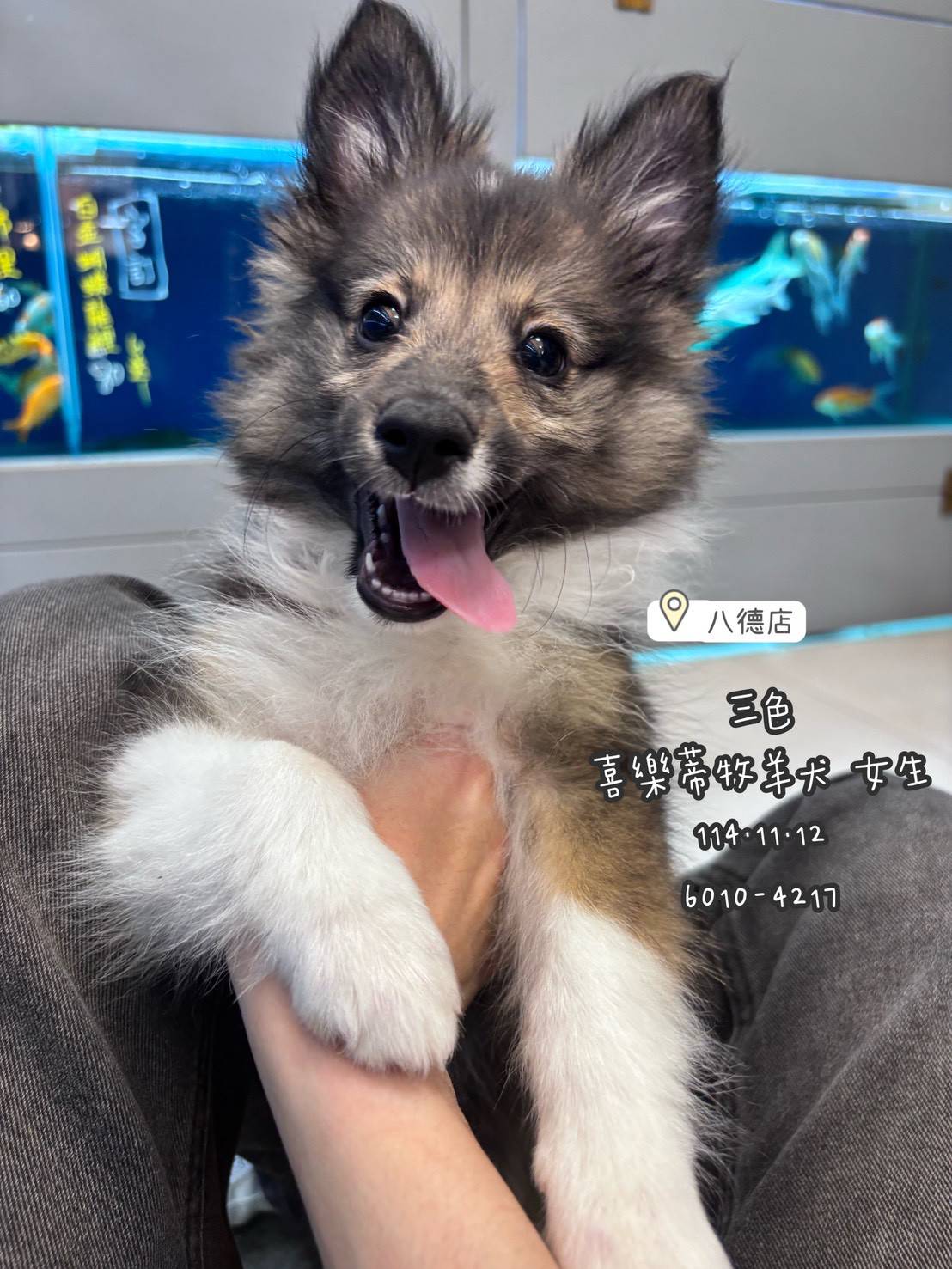 中圓寵物家族／三色喜樂蒂牧羊犬