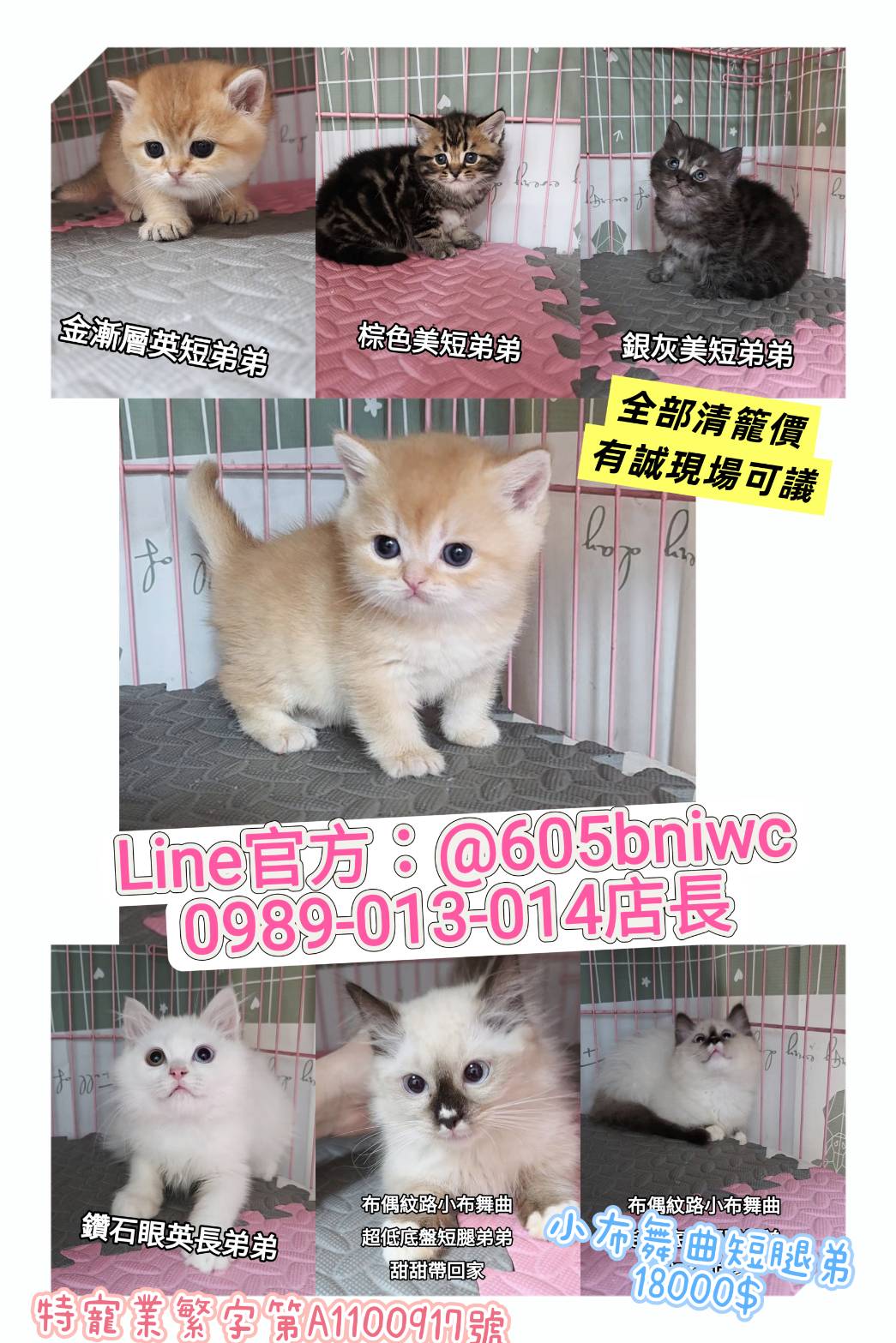 刻在你心底的貓／各品種貓