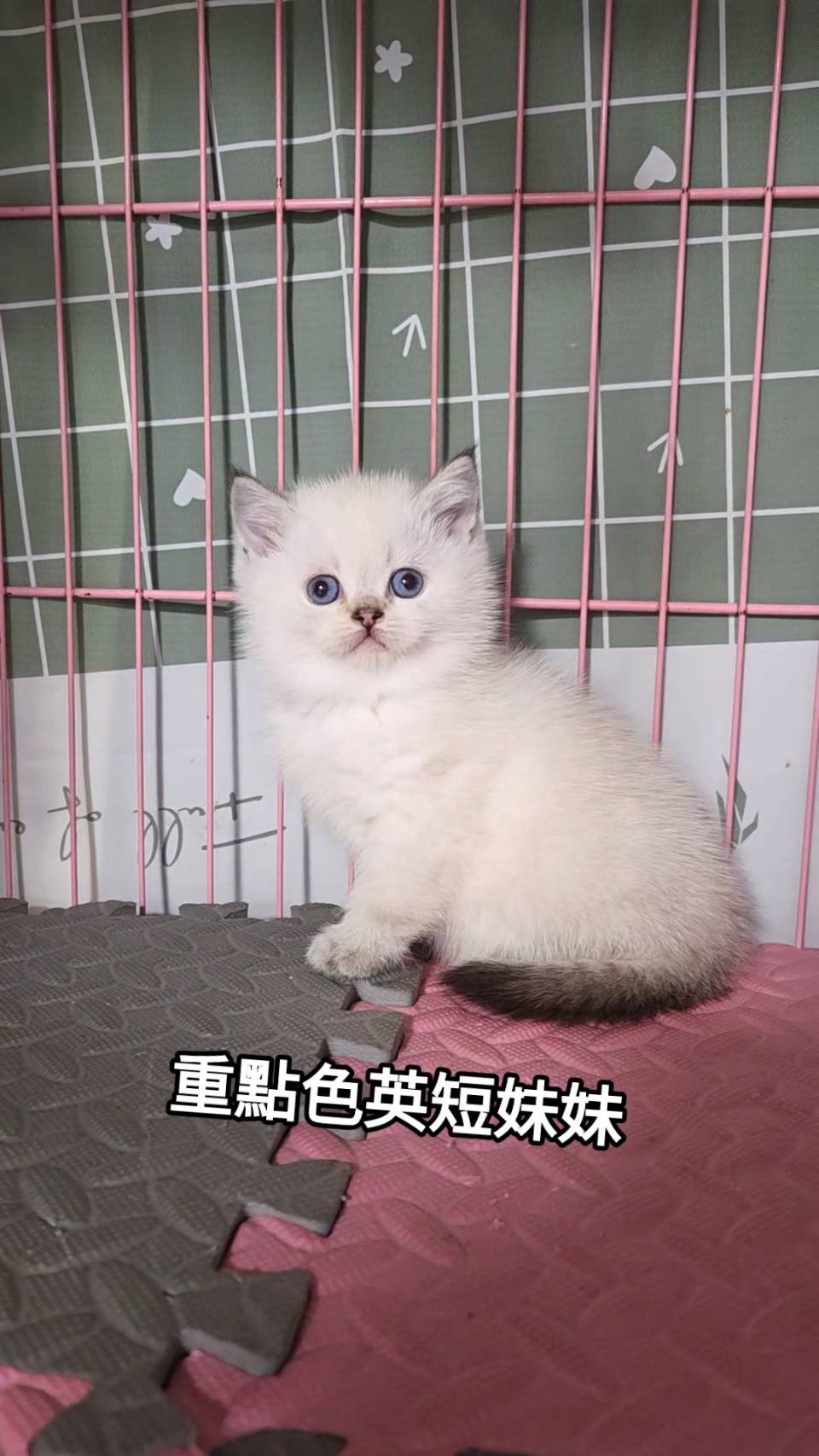 刻在你心底的貓／重點色英國短毛貓