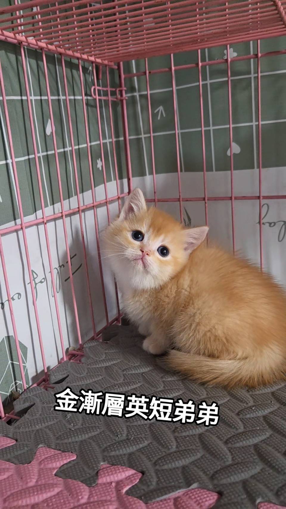 刻在你心底的貓／金漸層英國短毛貓