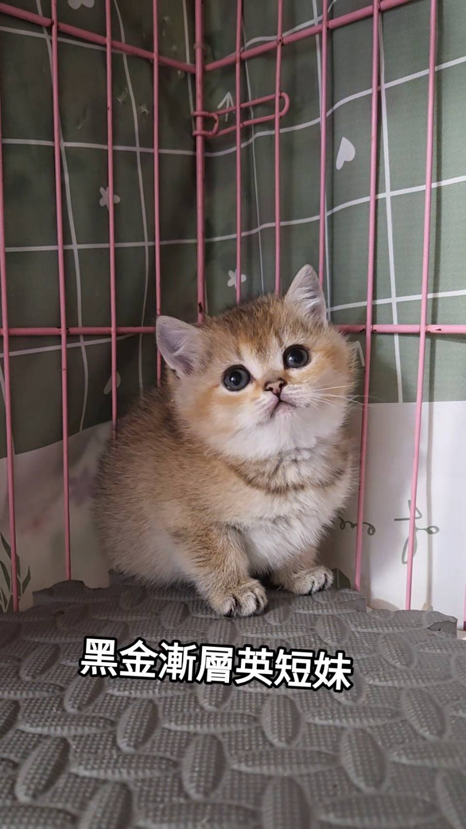 刻在你心底的貓／黑金漸層英國短毛貓