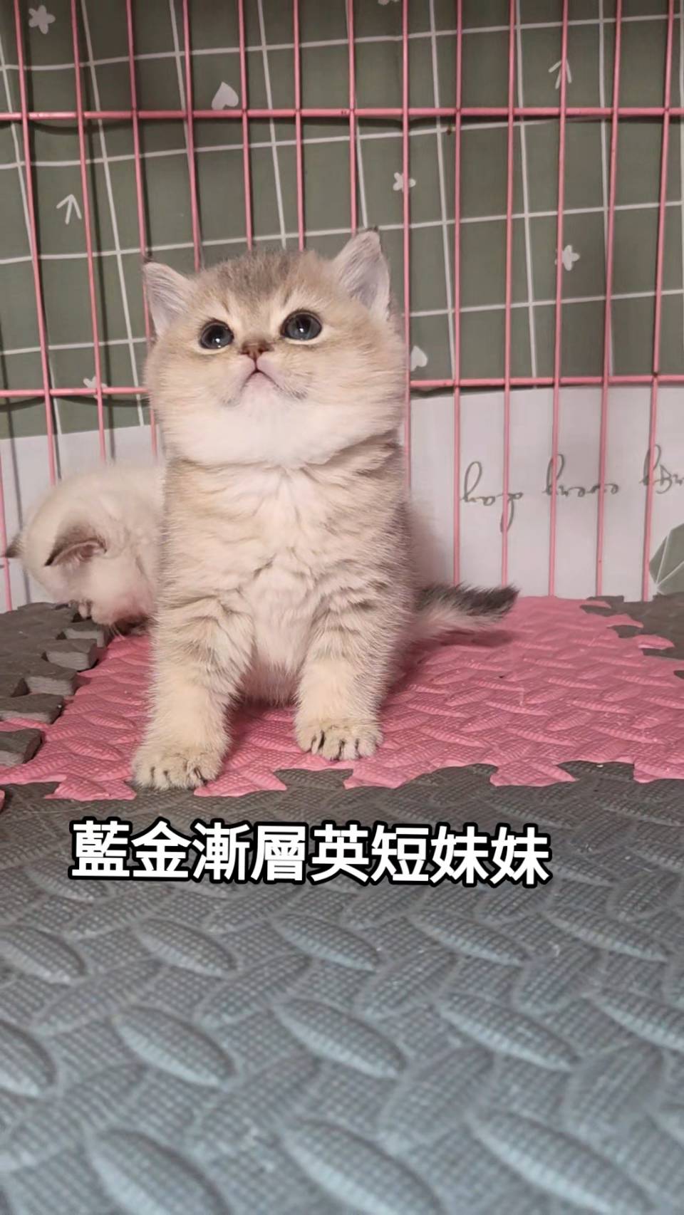 刻在你心底的貓／藍金漸層英國短毛貓