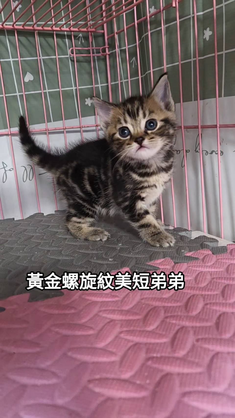 刻在你心底的貓／黃金螺旋紋美國短毛貓