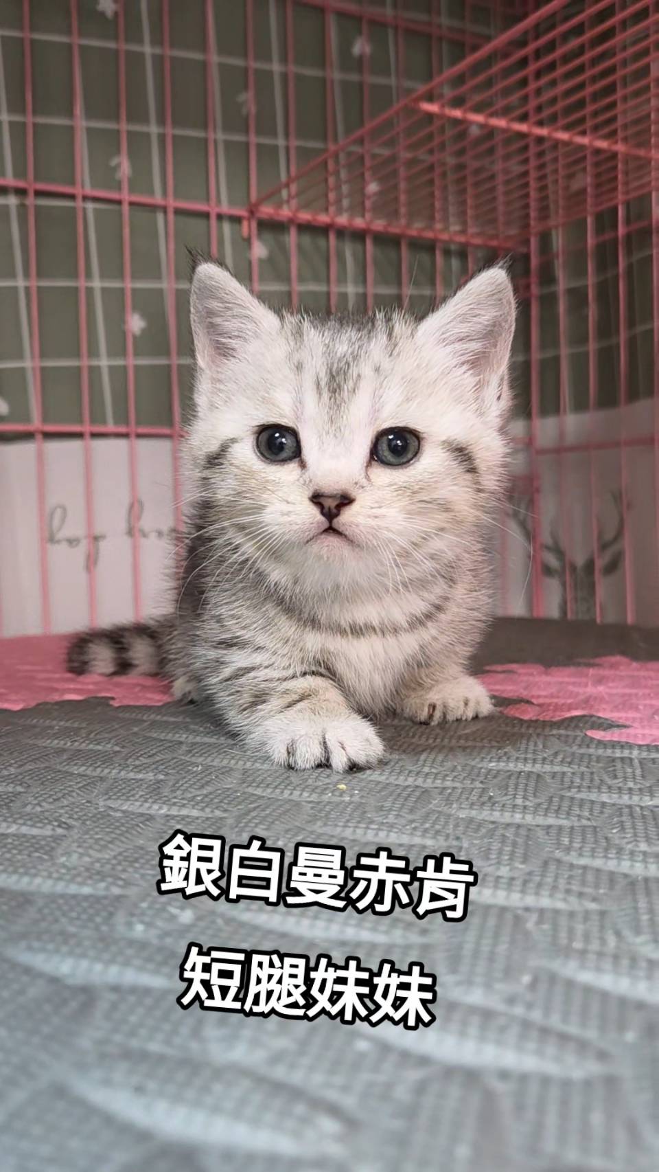 刻在你心底的貓／銀白色曼赤肯