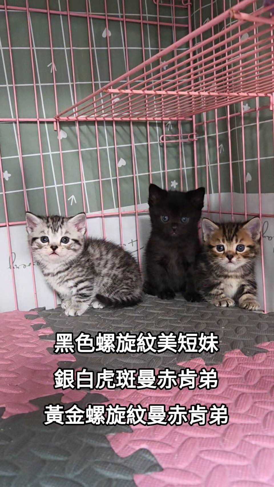 刻在你心底的貓／曼赤肯&美國短毛貓