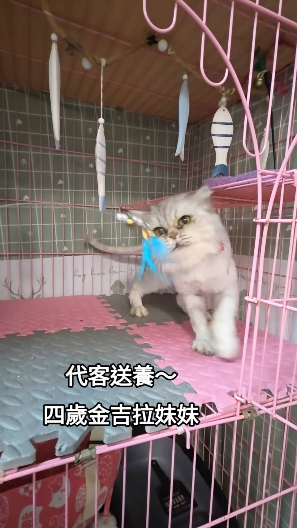 刻在你心底的貓／金吉拉