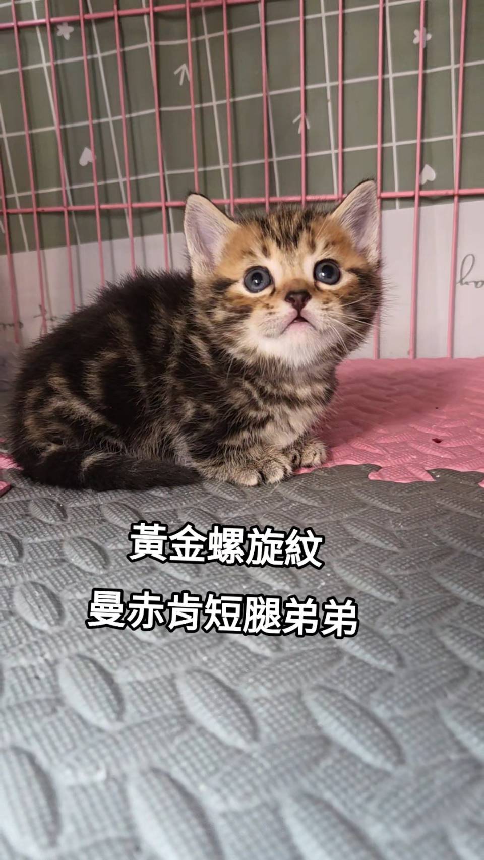 刻在你心底的貓／黃金螺旋紋曼赤肯