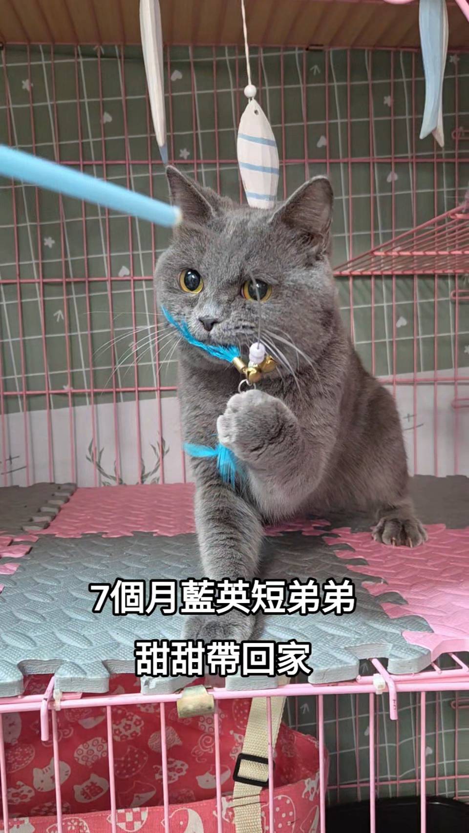 刻在你心底的貓／藍色英國短毛貓