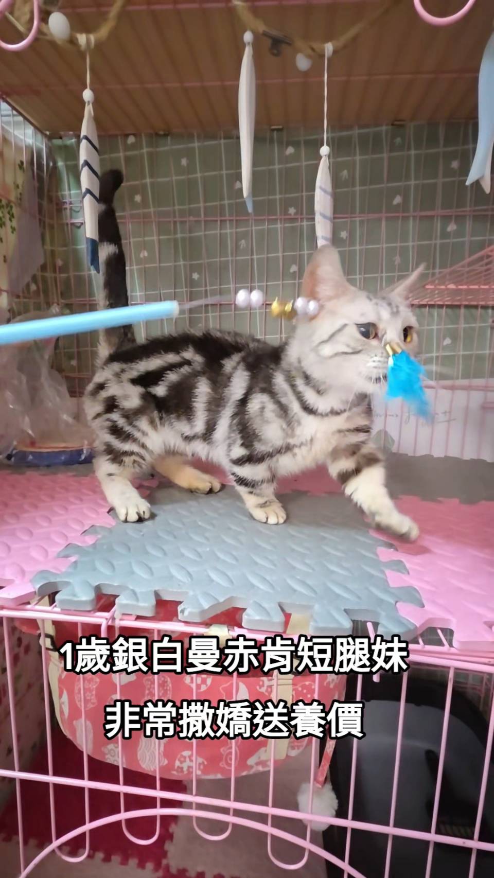 刻在你心底的貓／銀白色曼赤肯