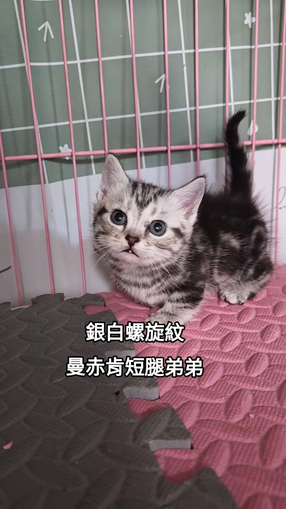 刻在你心底的貓／銀白螺旋紋曼赤肯