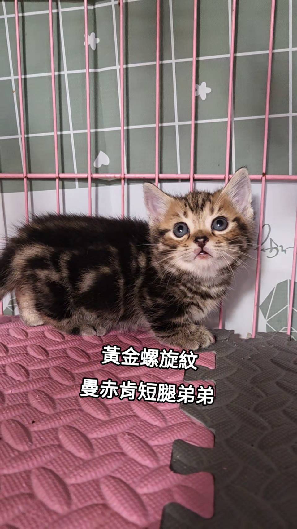 刻在你心底的貓／黃金螺旋紋曼赤肯