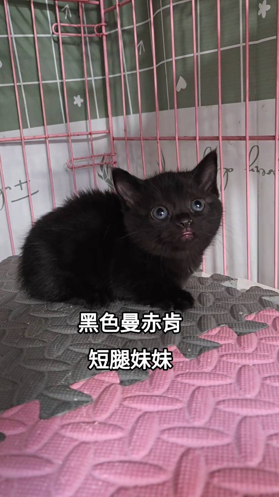 刻在你心底的貓／黑色曼赤肯